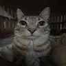 Profile picture of Liz